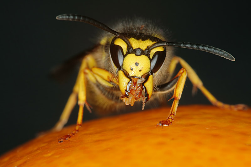 Wespe auf Orange von Peter Wienerroither