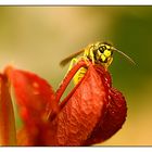Wespe auf roten Blättern