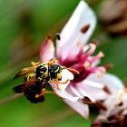 Wespe auf Schwanenblume