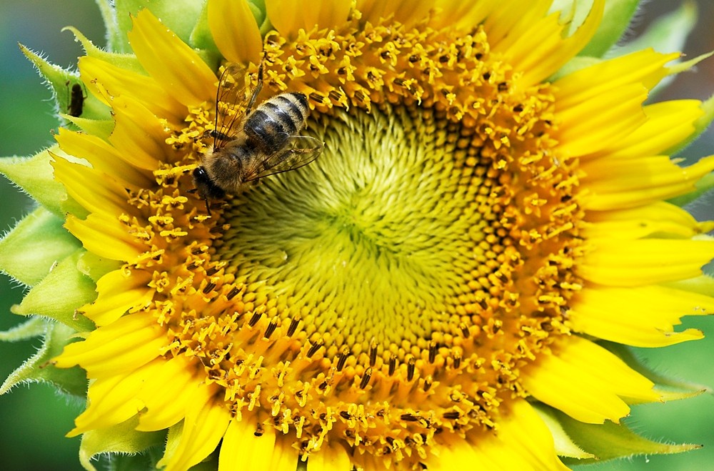 Wespe auf Sonnenblume