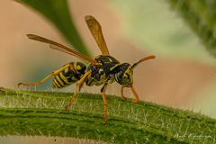 Wespe auf Sonnenblumenstengel