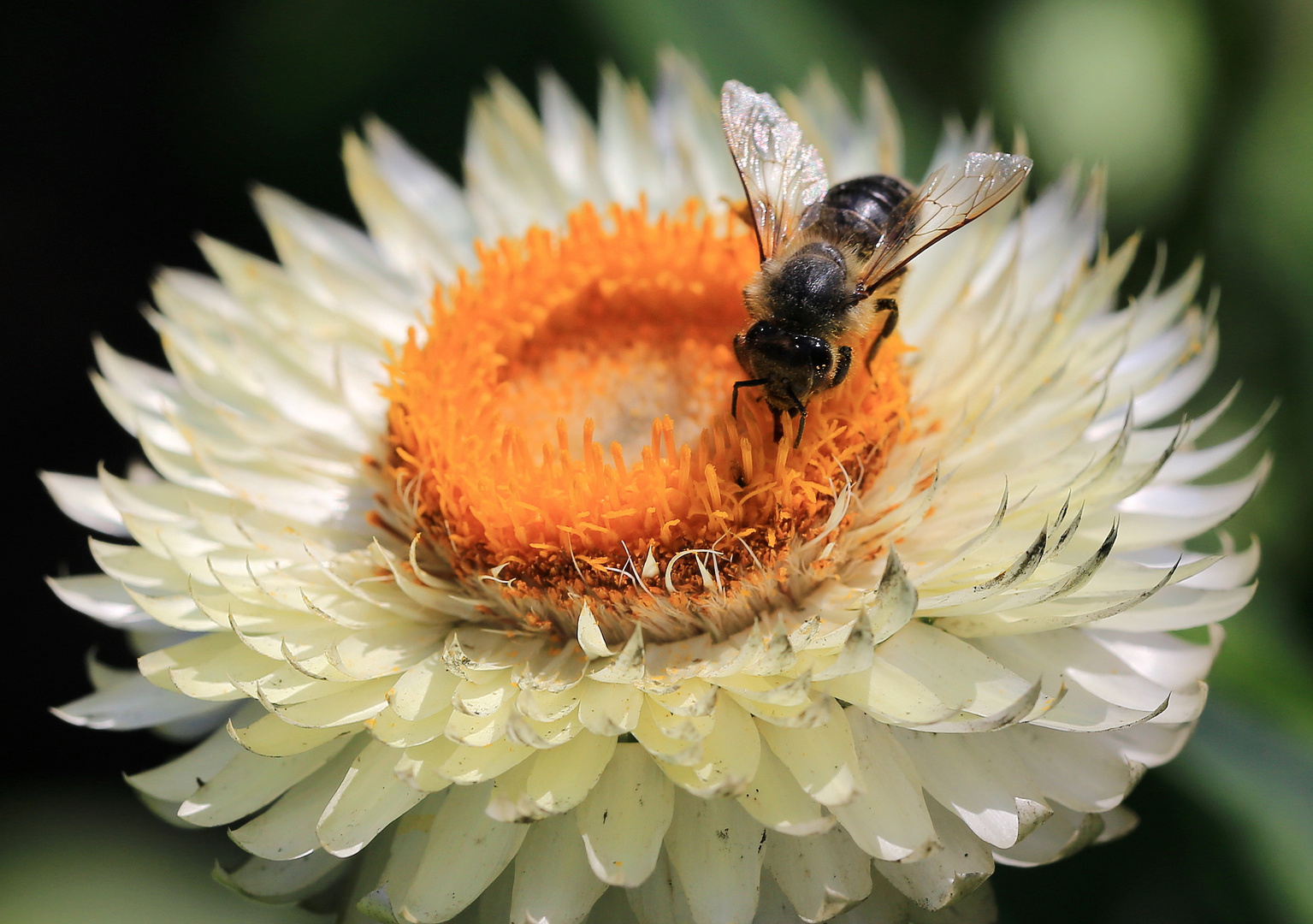 wespe auf strohblume