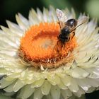 wespe auf strohblume