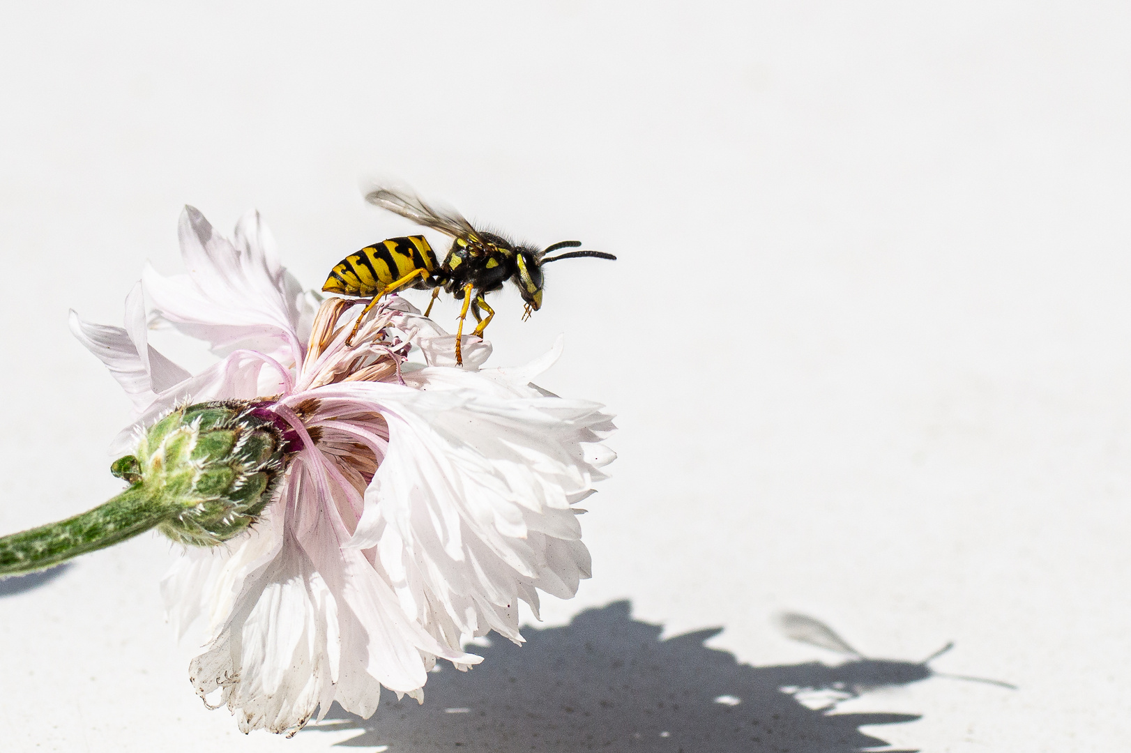 Wespe auf verwelkender Blüte