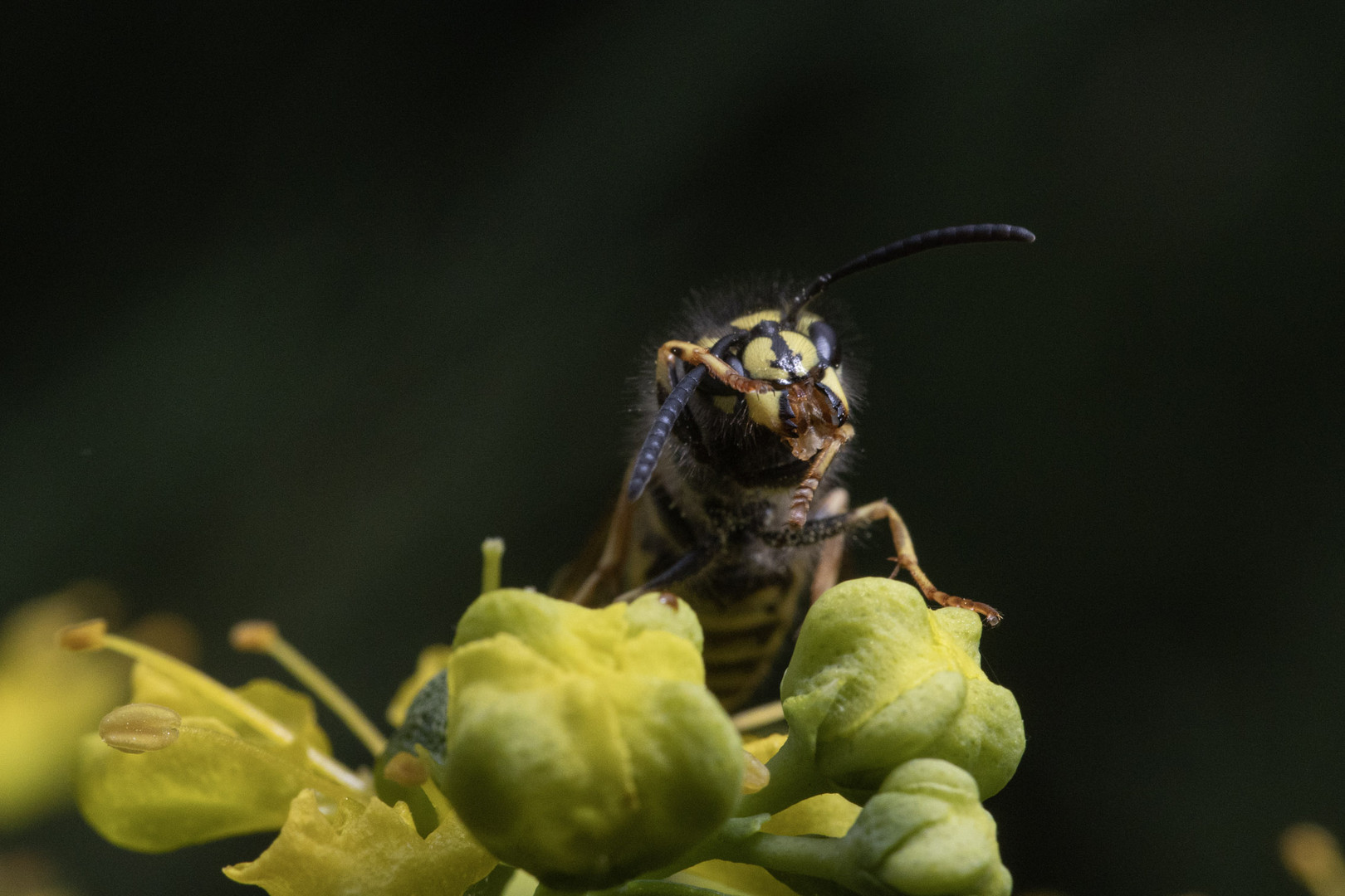 Wespe auf Weinraute 3