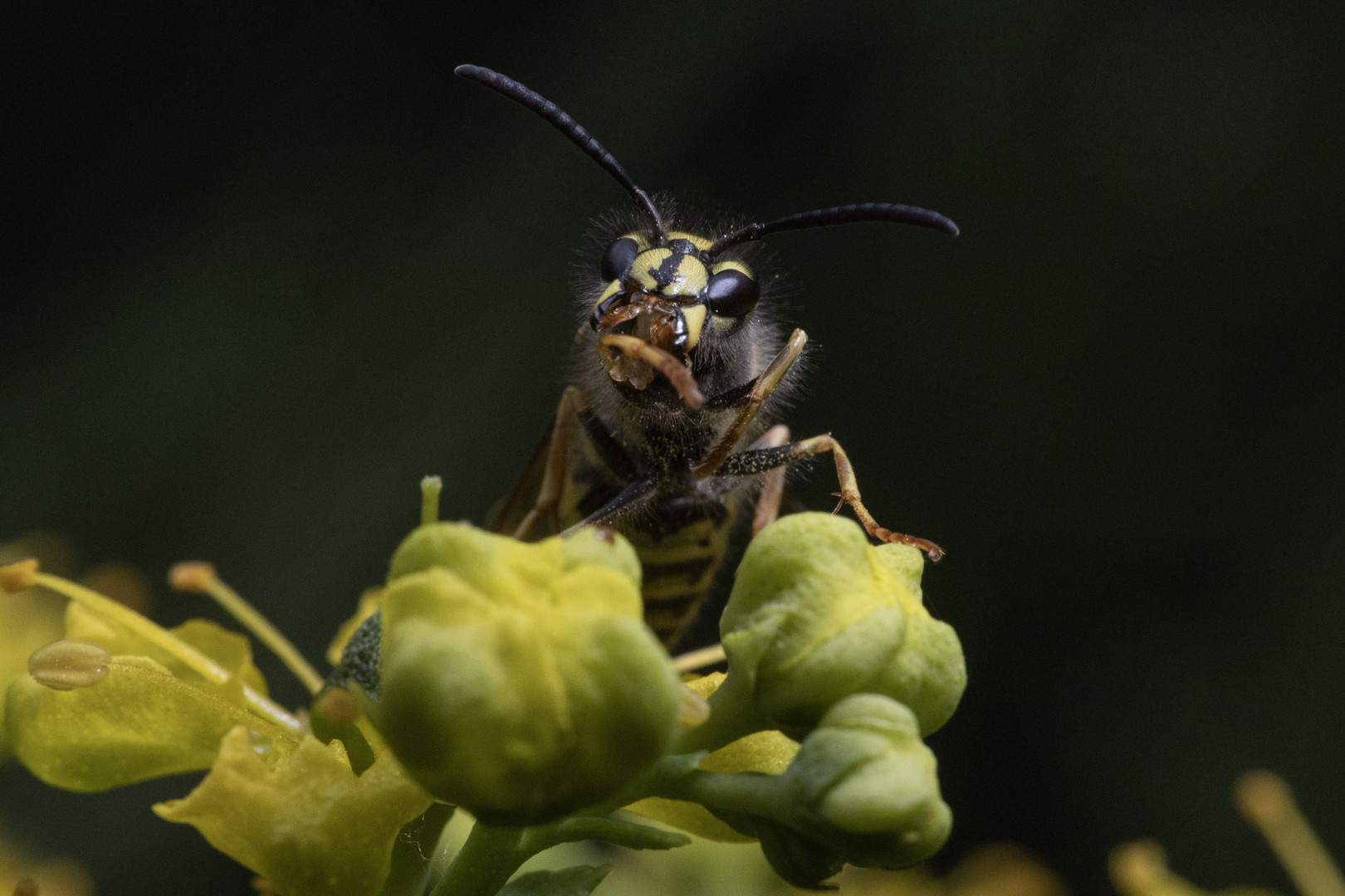 Wespe auf Weinraute 6