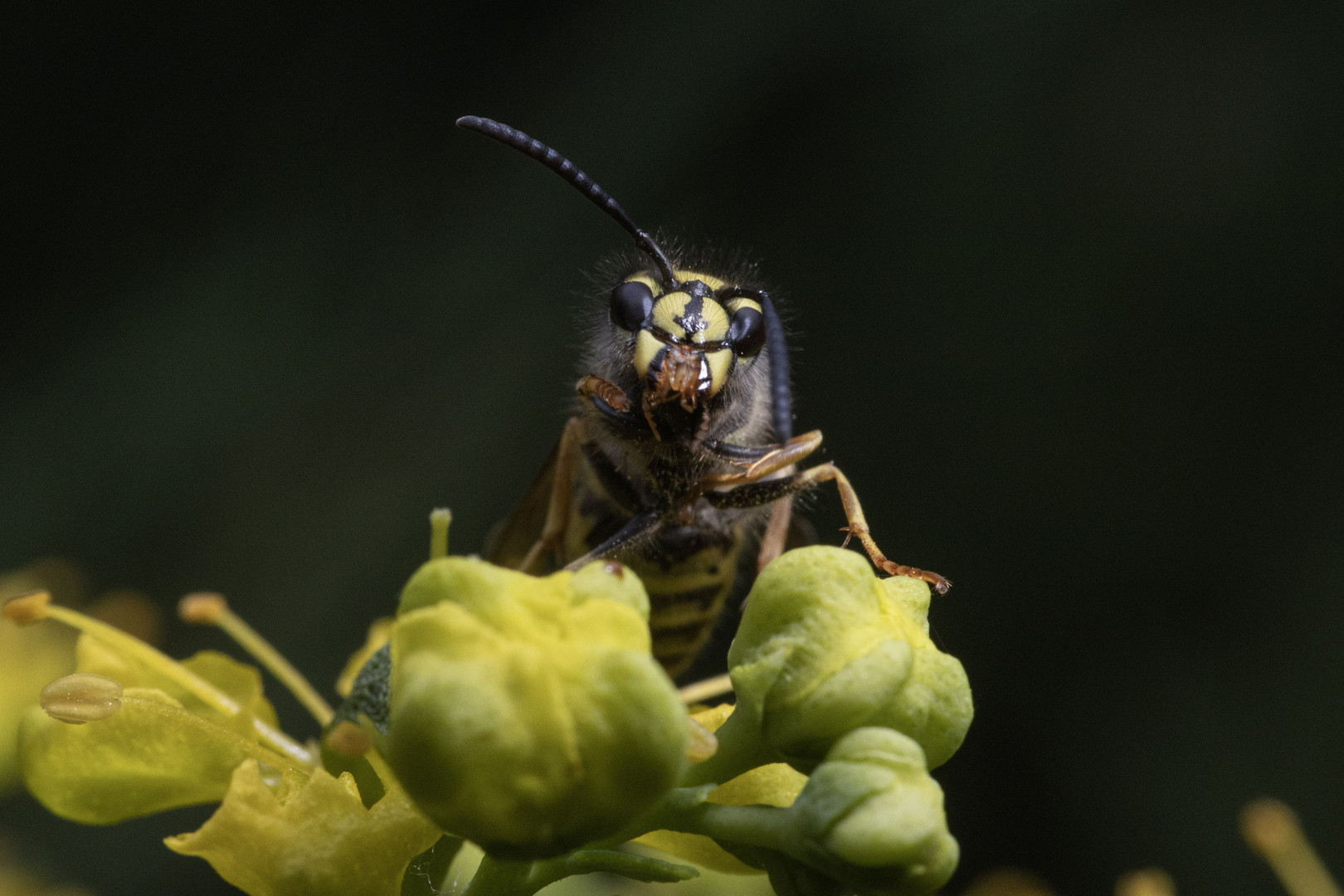 Wespe auf Weinraute 7