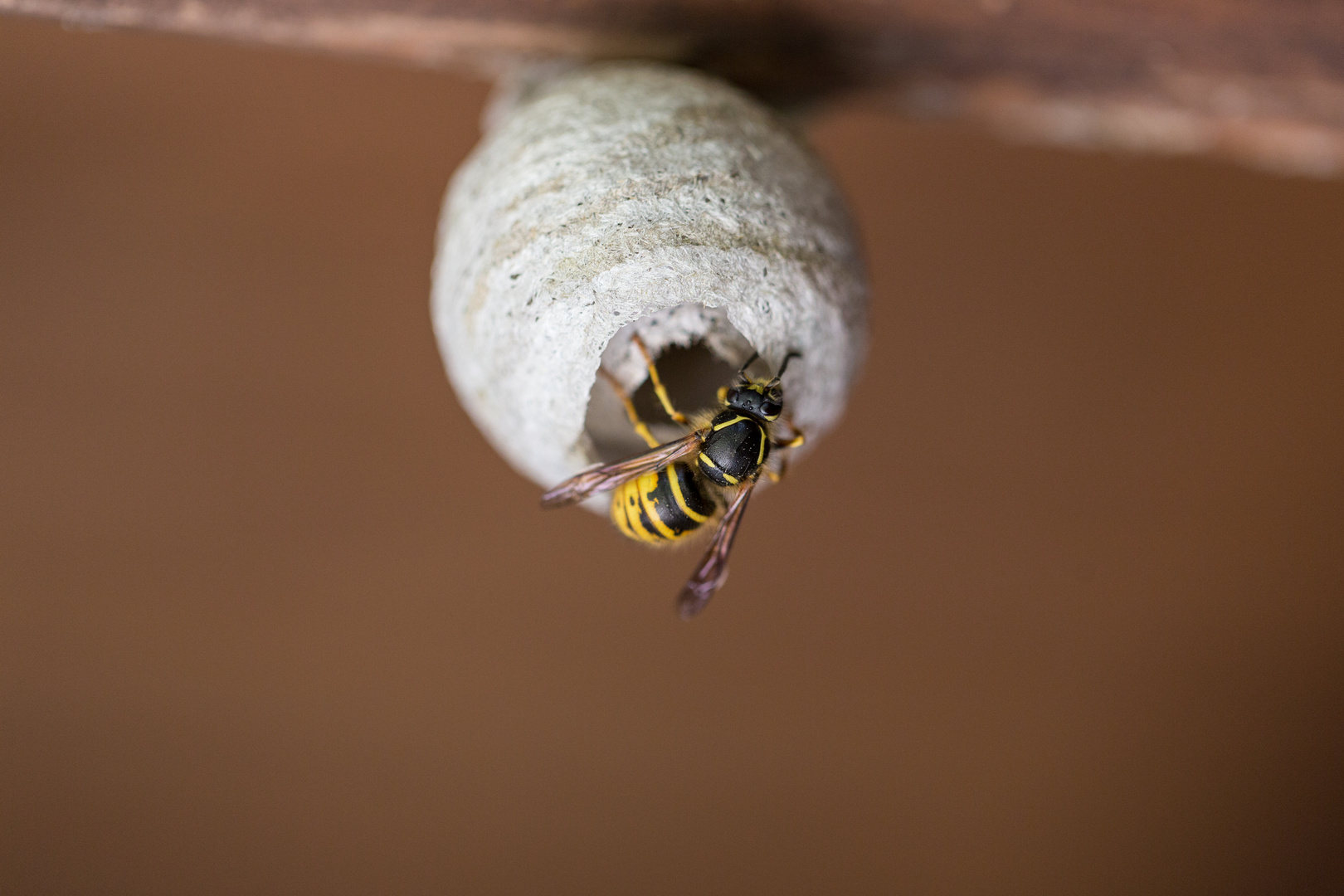 Wespe baut ein Nest Foto & Bild | tiere, wildlife, insekten Bilder auf ...