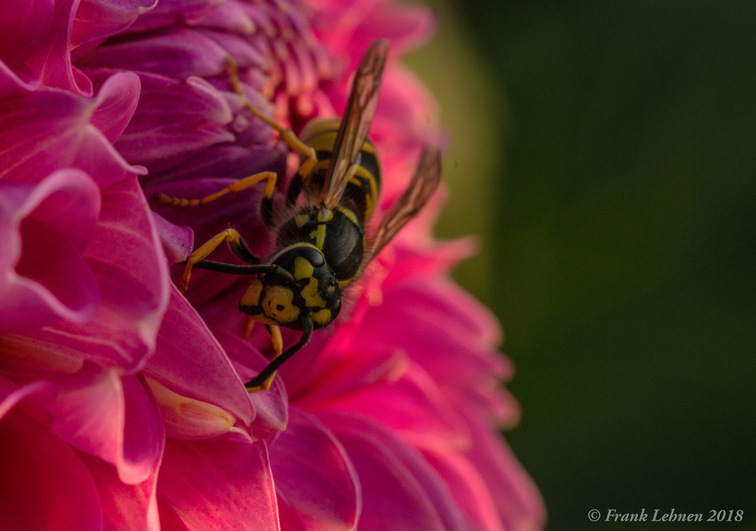 "Wespe bei der Arbeit"