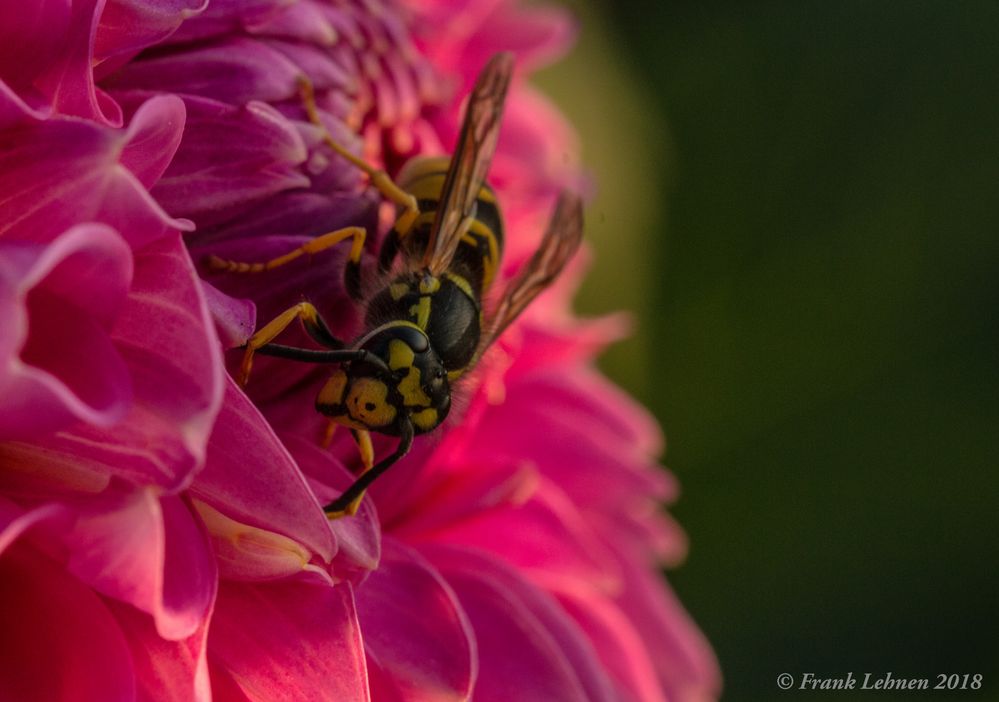 "Wespe bei der Arbeit"