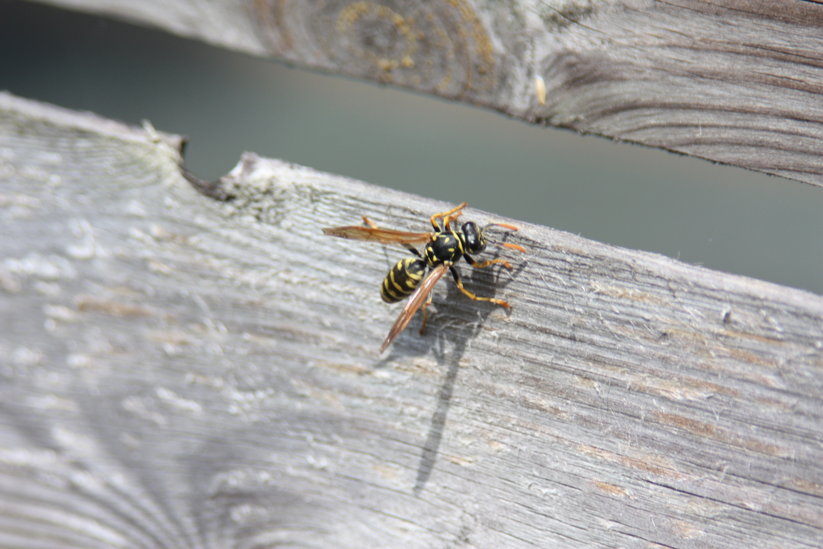 Wespe bei der Holzernte