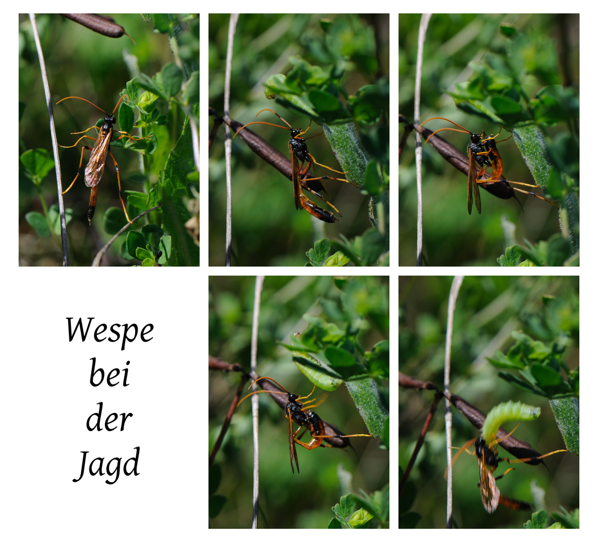 Wespe bei der Jagd