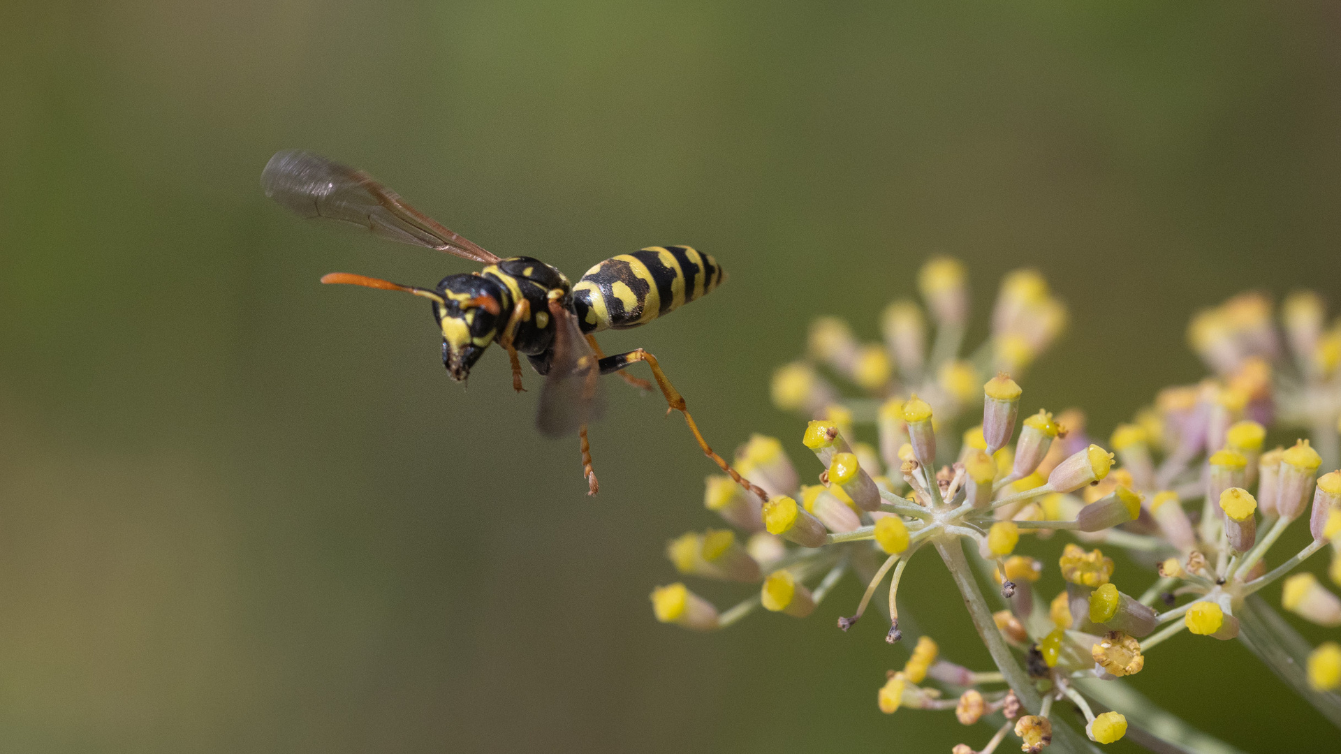 Wespe beim Abflug