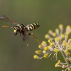 Wespe beim Abflug