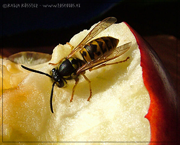 Wespe beim Apfelfressen