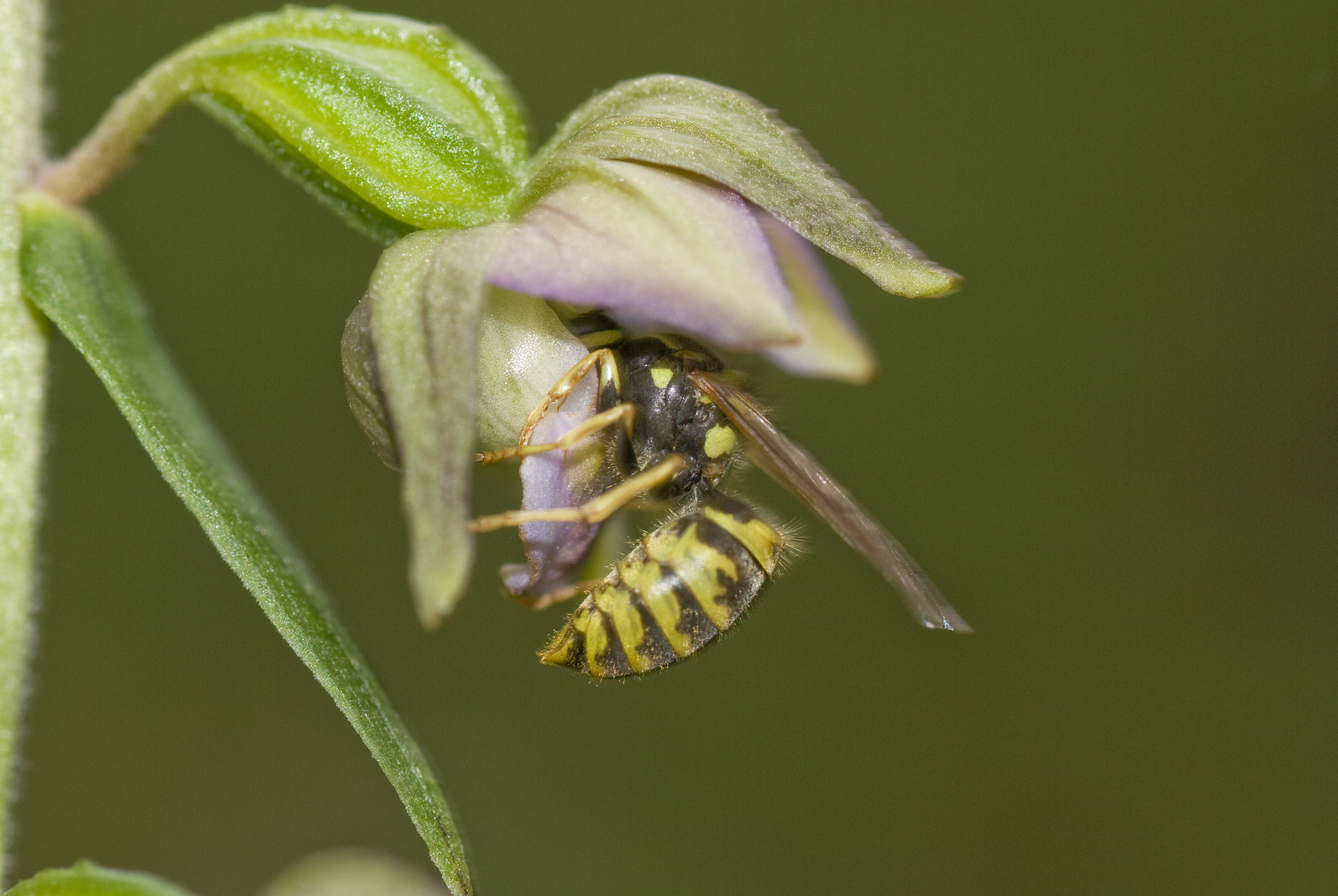 Wespe beim Bestäuben der Breitblättrigen Ständelwurz (Epipactis helleborine)