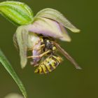 Wespe beim Bestäuben der Breitblättrigen Ständelwurz (Epipactis helleborine)