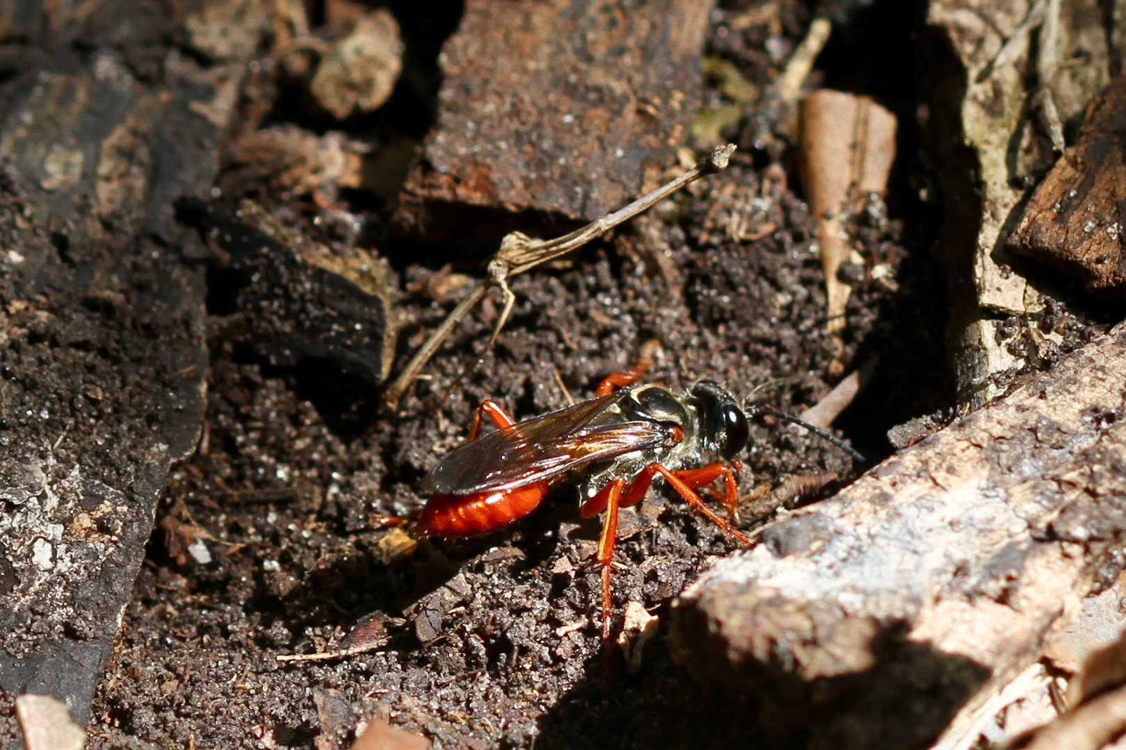 Wespe beim Hausbau