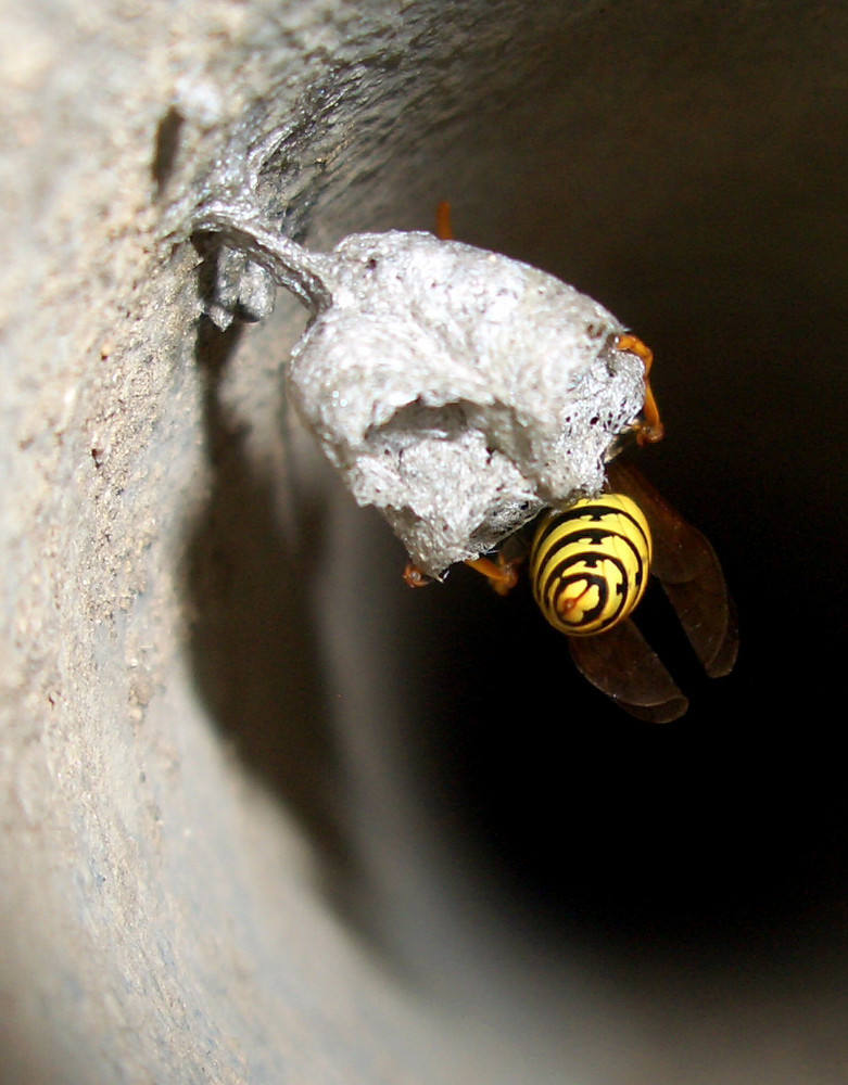 Wespe beim Hausbau überrascht