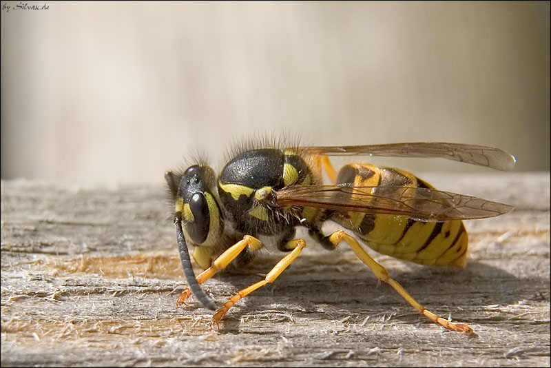 Wespe beim Holzklopfen