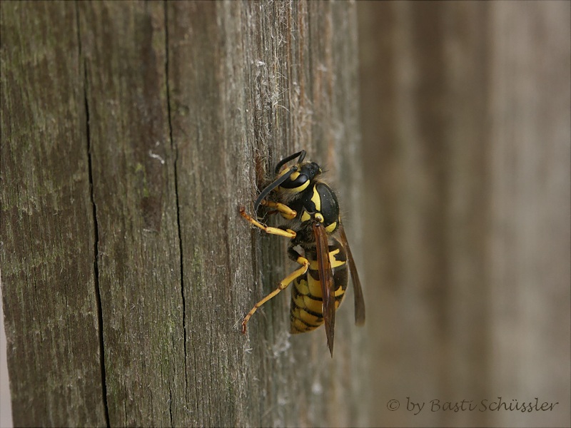 Wespe beim Holzraspeln