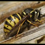 Wespe beim Holzsammeln