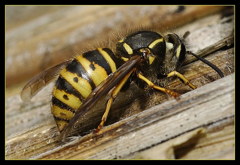 Wespe beim Holzsammeln