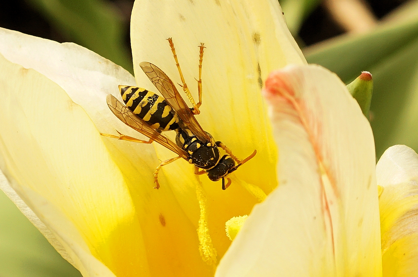 Wespe beim Naschen