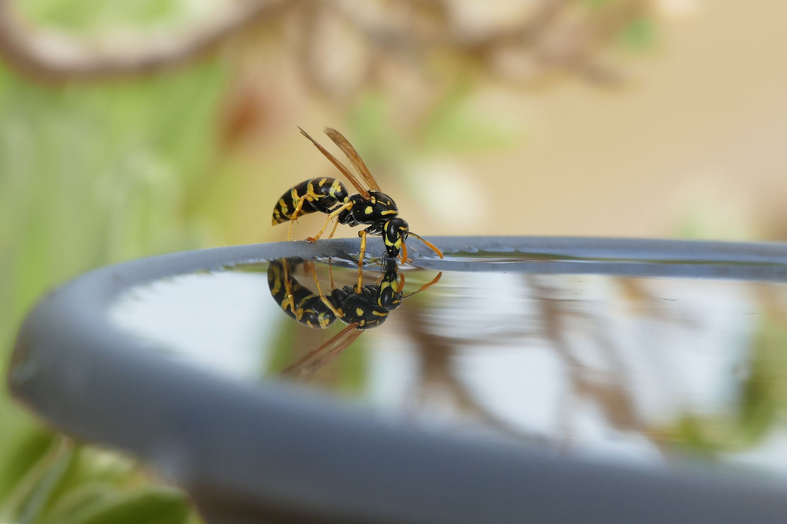 Wespe beim Wasser trinken...