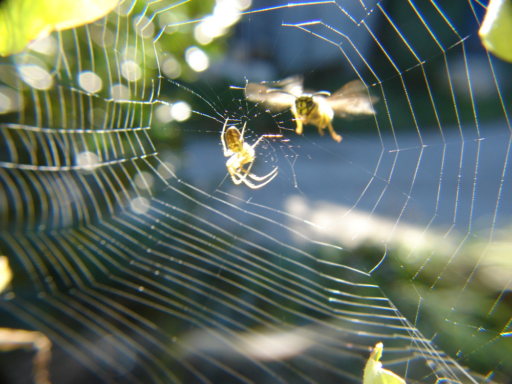 Wespe besucht Spinne