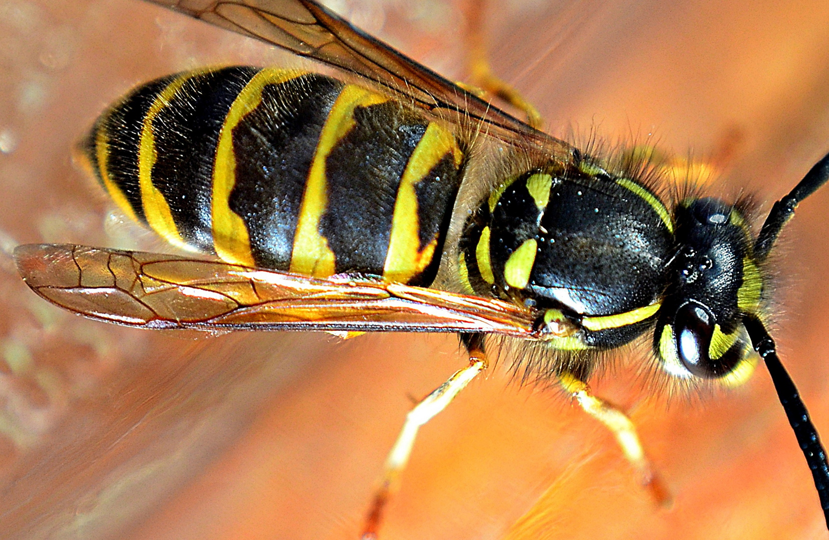 Wespe Foto & Bild tiere, tierdetails, makro; wespe Bilder auf