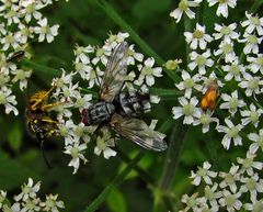 Wespe, Fliege + Bärenklauwickler