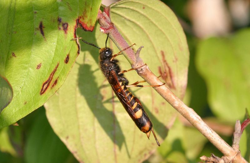 Wespe, Fliege, Glasflügler, Schlupfwespe .... was bin ich ????