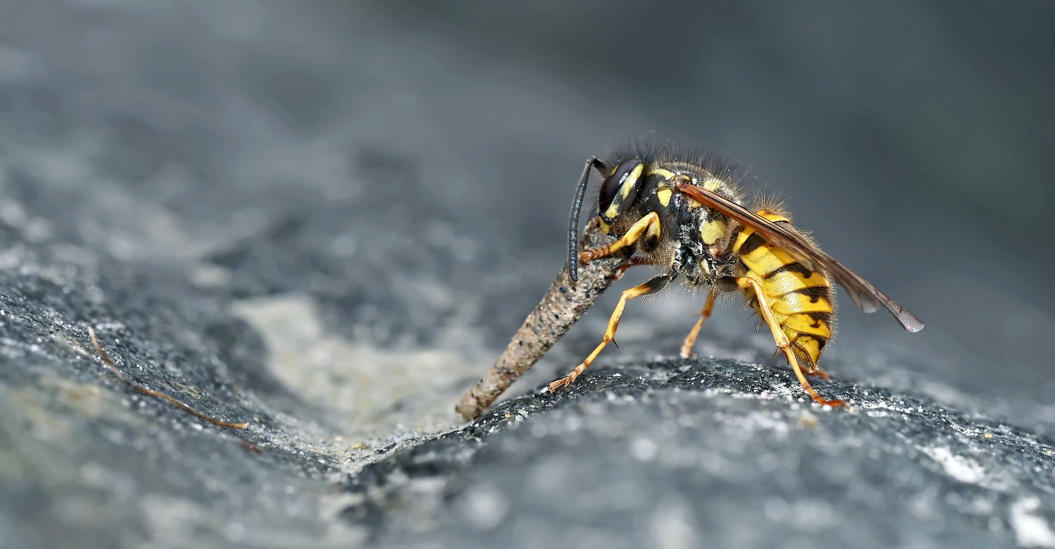 Wespe frisst Köcherfliegenlarve (trichoptera).  - Cette guêpe mange und larve de trichoptère.