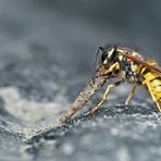 Wespe frisst Köcherfliegenlarve (trichoptera).  - Cette guêpe mange und larve de trichoptère.