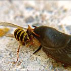 Wespe frisst Schnecke 2