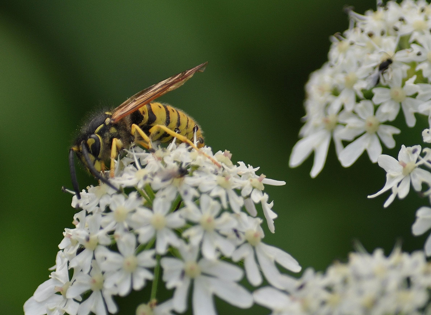 Wespe - ganz friedlich