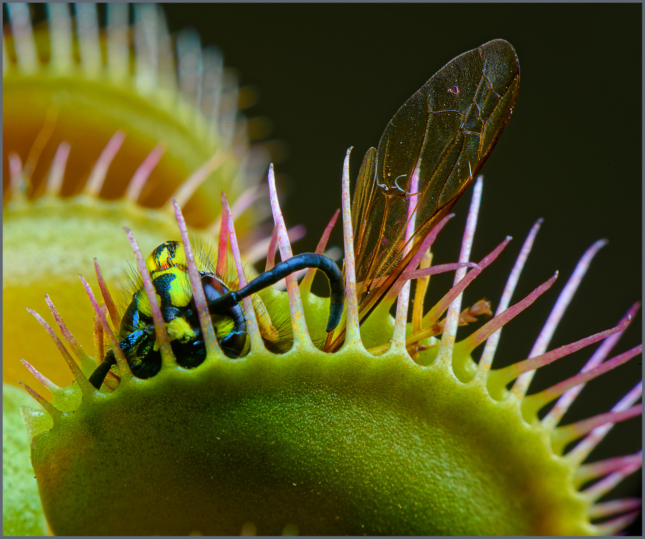 Wespe, gefangen in der Venus- Fliegenfalle