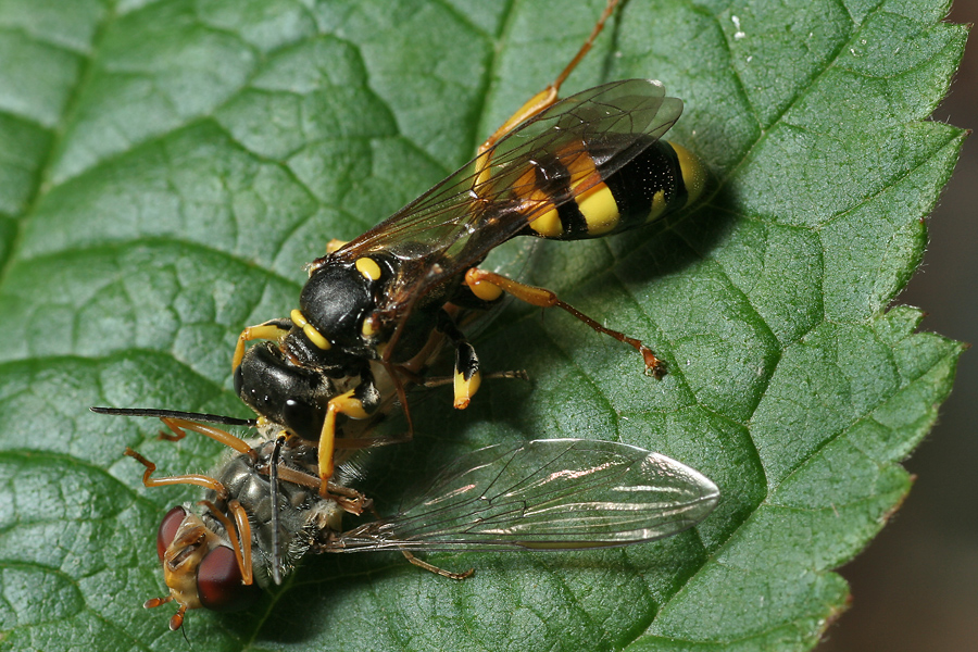 Wespe gegen Schwebfliege