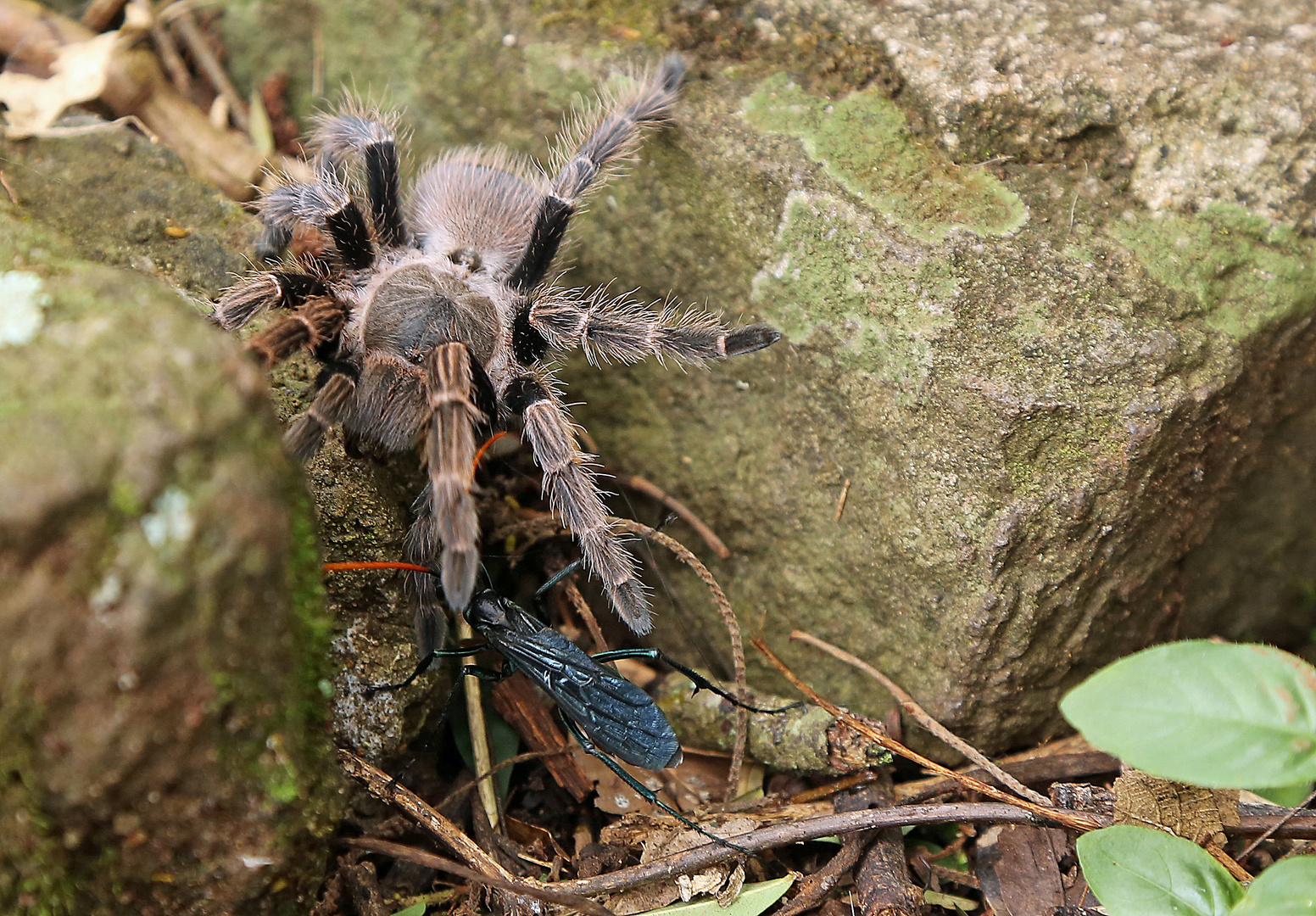 Wespe gegen Vogelspinne