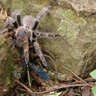 Wespe gegen Vogelspinne