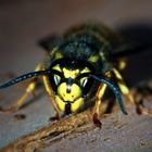 Wespe (german wasp, New Zealand)