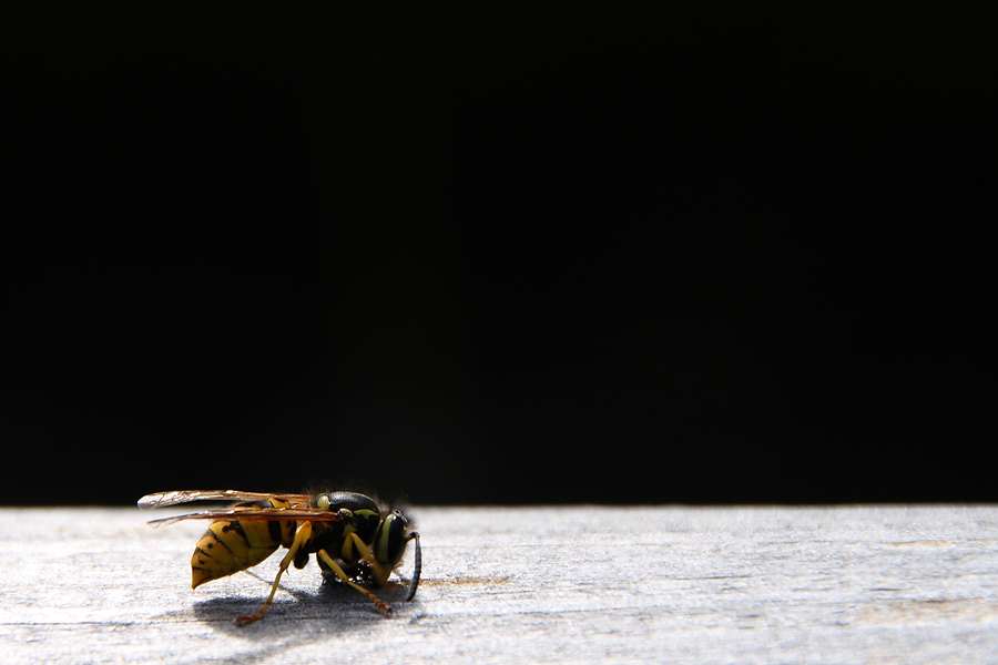 Wespe - heuer sind es viele ...