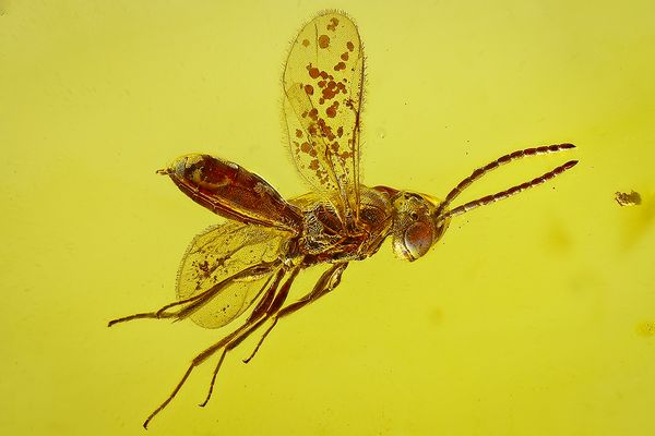 Wespe Hymenoptera