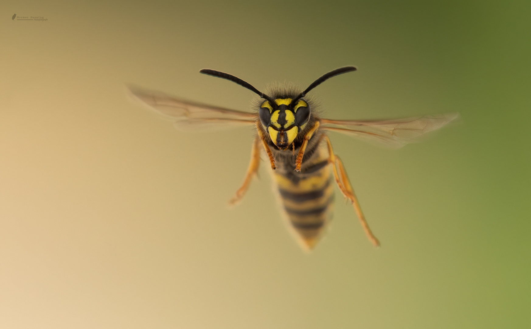 Wespe im Anflug Foto & Bild tiere, wildlife, insekten Bilder auf