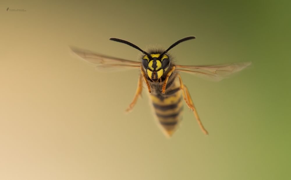 Wespe im Anflug Foto & Bild tiere, wildlife, insekten Bilder auf