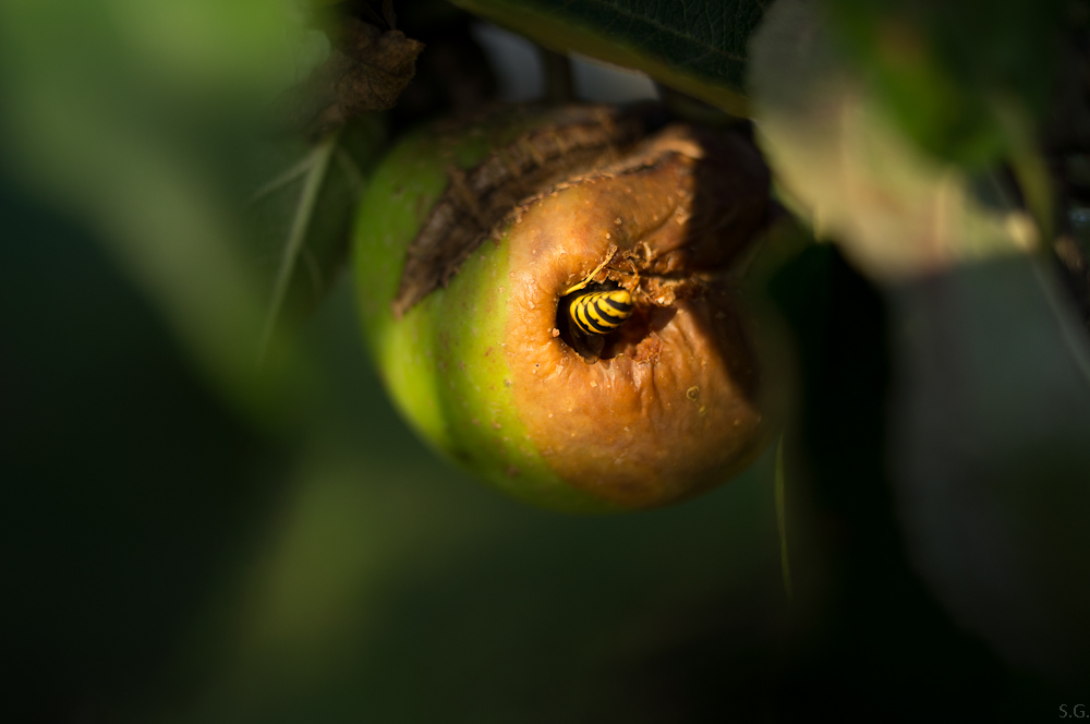 Wespe im Apfel