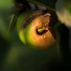 Wespe im Apfel
