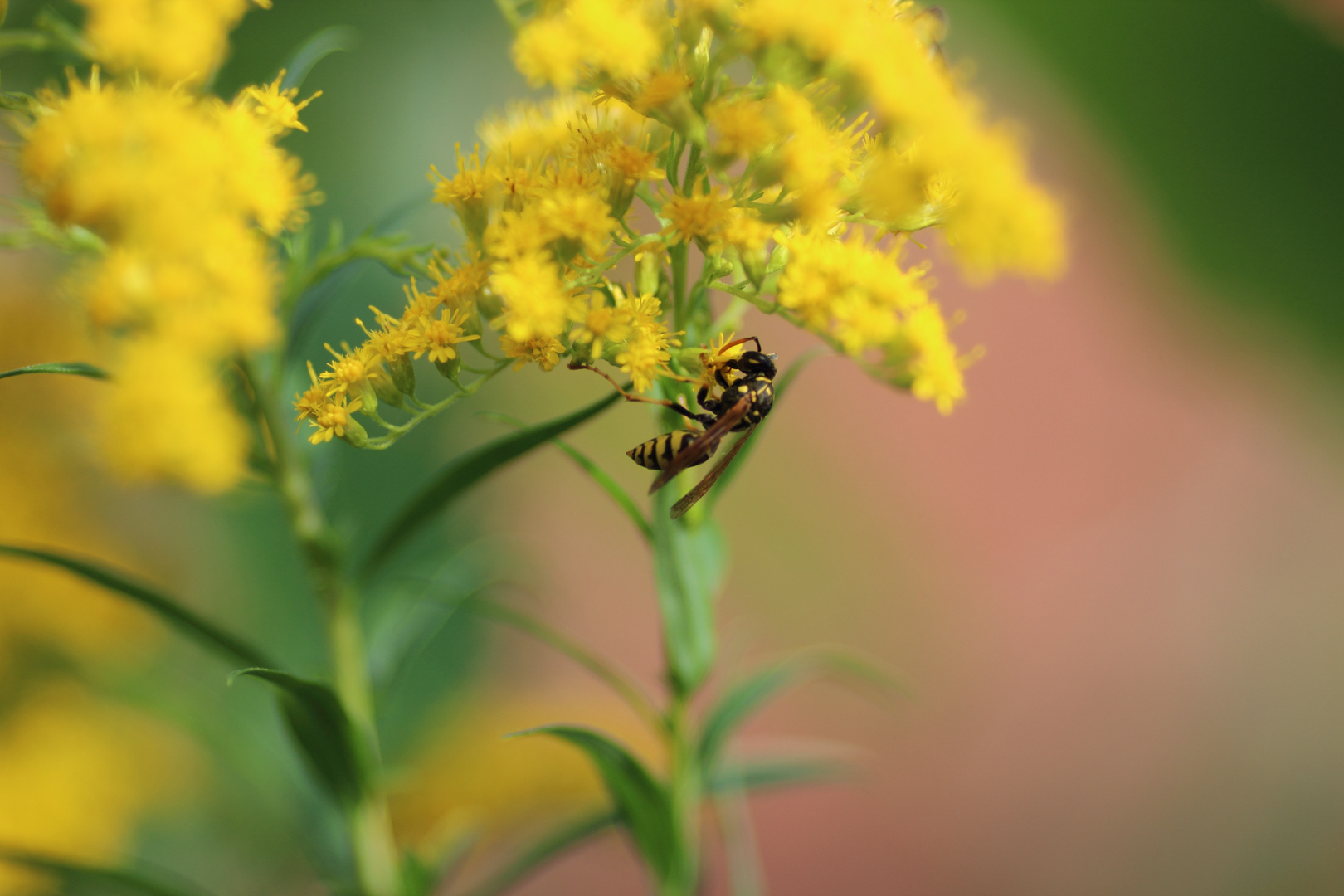 Wespe im Blüten Glück.