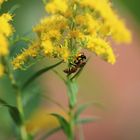 Wespe im Blüten Glück.